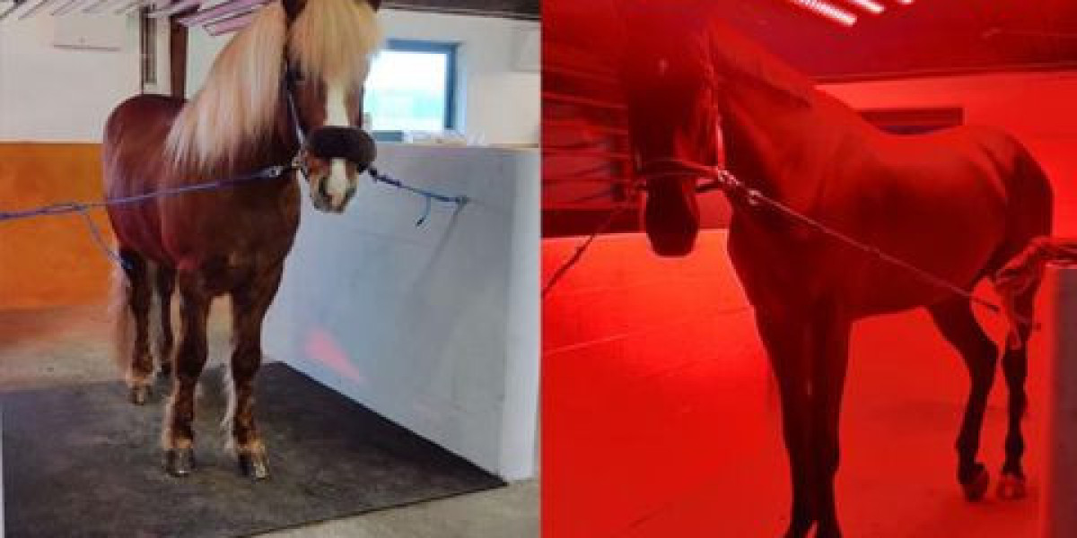 Discover the Healing Power of Horse Infrared Light Therapy for Equine Wellness