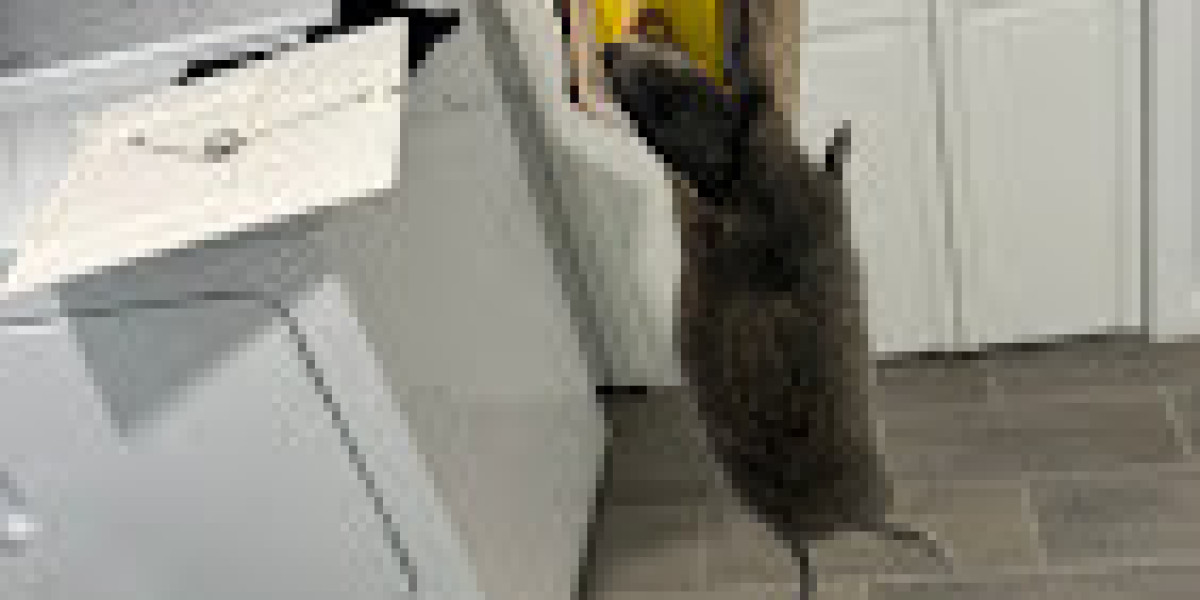 Trusted Pest Control Company in Gaithersburg for Safe, Comfortable Homes