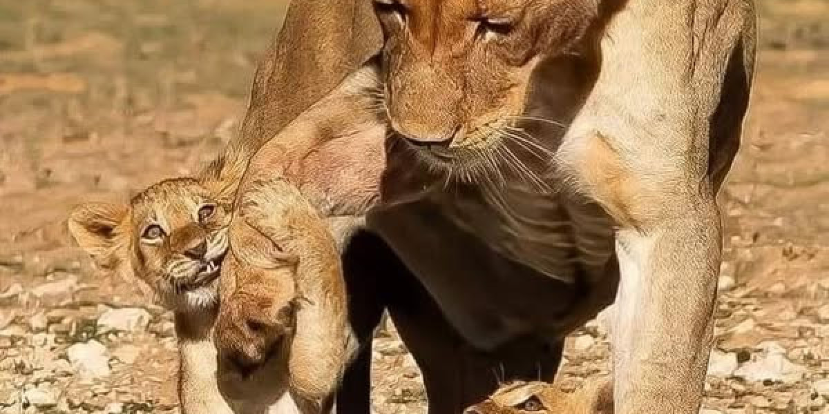 MLB Playoff Roundup: Jays and M thoughts towards Activity 7